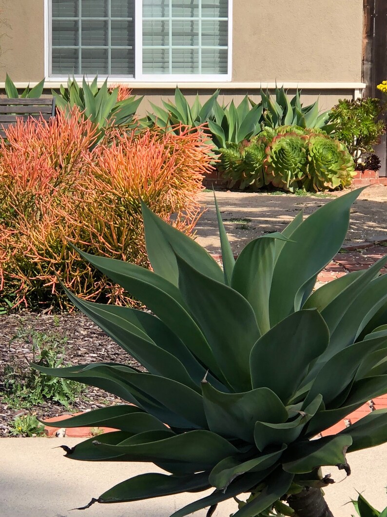 Pencil Plant RED Fire-sticks, Rooted plant for Fairy Gardens, Shade and Drought Tolerant, Various sizes, Minimalist and Easy to Grow bild 7