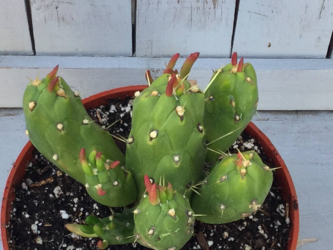 Opuntia Gumbi Subulata monstrose Live Cactus Unique Cactus Etsy