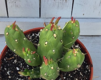Opuntia Gumbi Subulata monstrose, Live Cactus, Unique Cactus, Various sizes, Mature Size is 16&quot; high by 12&quot; wide, Rooted and Healthy