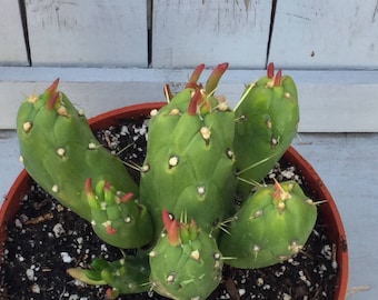 Opuntia Gumbi Subulata monstrose, Live Cactus, Unique Cactus, Various sizes, Mature Size is 16" high by 12" wide, Rooted and Healthy