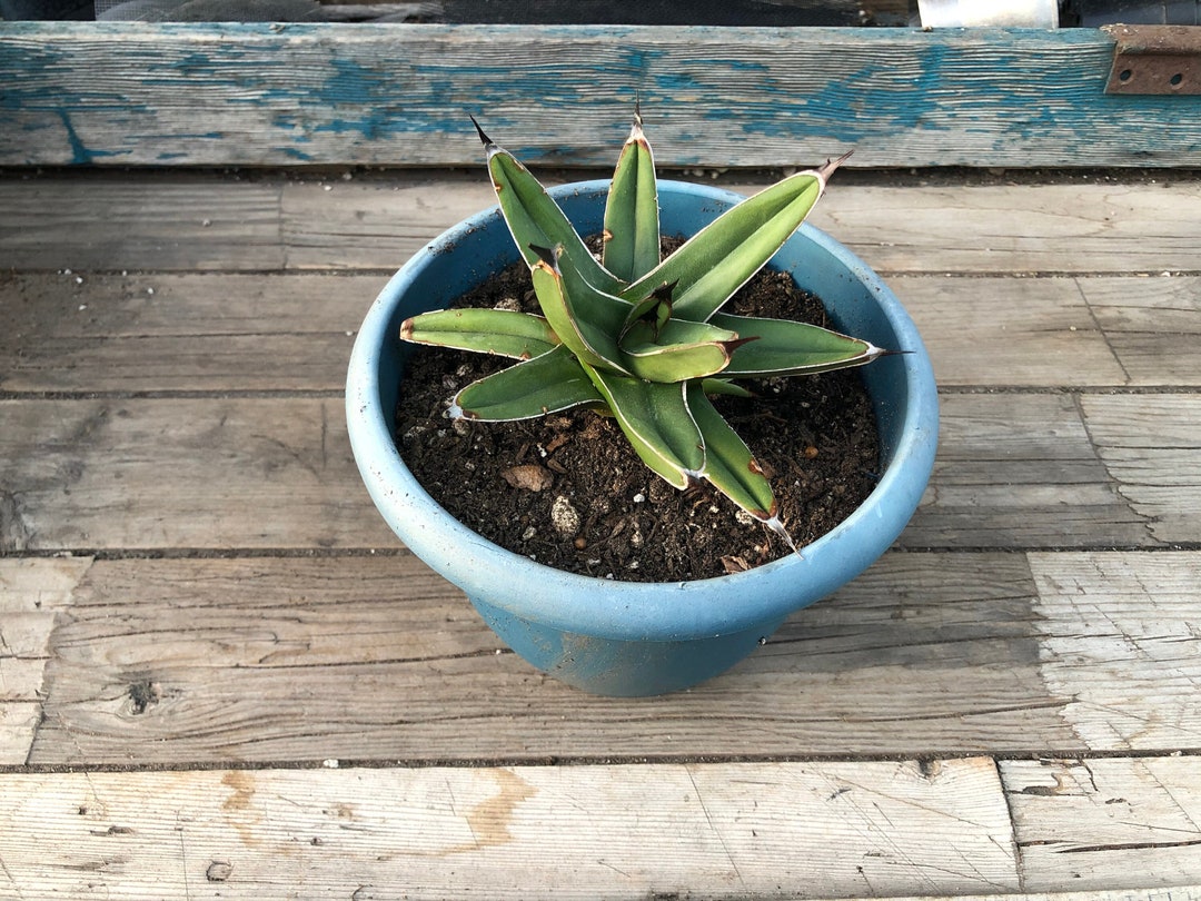 Agave King Ferdinand With White and Green Leaves Grows to - Etsy
