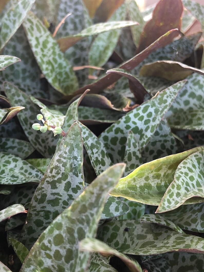 Leopard Plant False Scilla Fits 4 pot Spotted Perennial Etsy