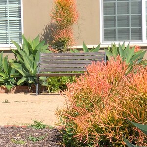 Pencil Plant RED Fire-sticks, Rooted plant for Fairy Gardens, Shade and Drought Tolerant, Various sizes, Minimalist and Easy to Grow bild 9