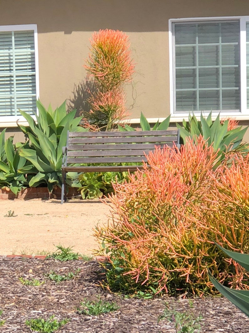 Pencil Plant RED Fire-sticks, Rooted plant for Fairy Gardens, Shade and Drought Tolerant, Various sizes, Minimalist and Easy to Grow bild 9