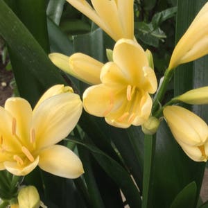 Yellow Clivia, 5 Gallon Sized Plant, 26"H+, Rooted Evergreen Perennial plant, Low Maintenance, Beautiful Yellow Flowers