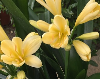 Yellow Clivia, 5 Gallon Sized Plant, 26"H+, Rooted Evergreen Perennial plant, Low Maintenance, Beautiful Yellow Flowers