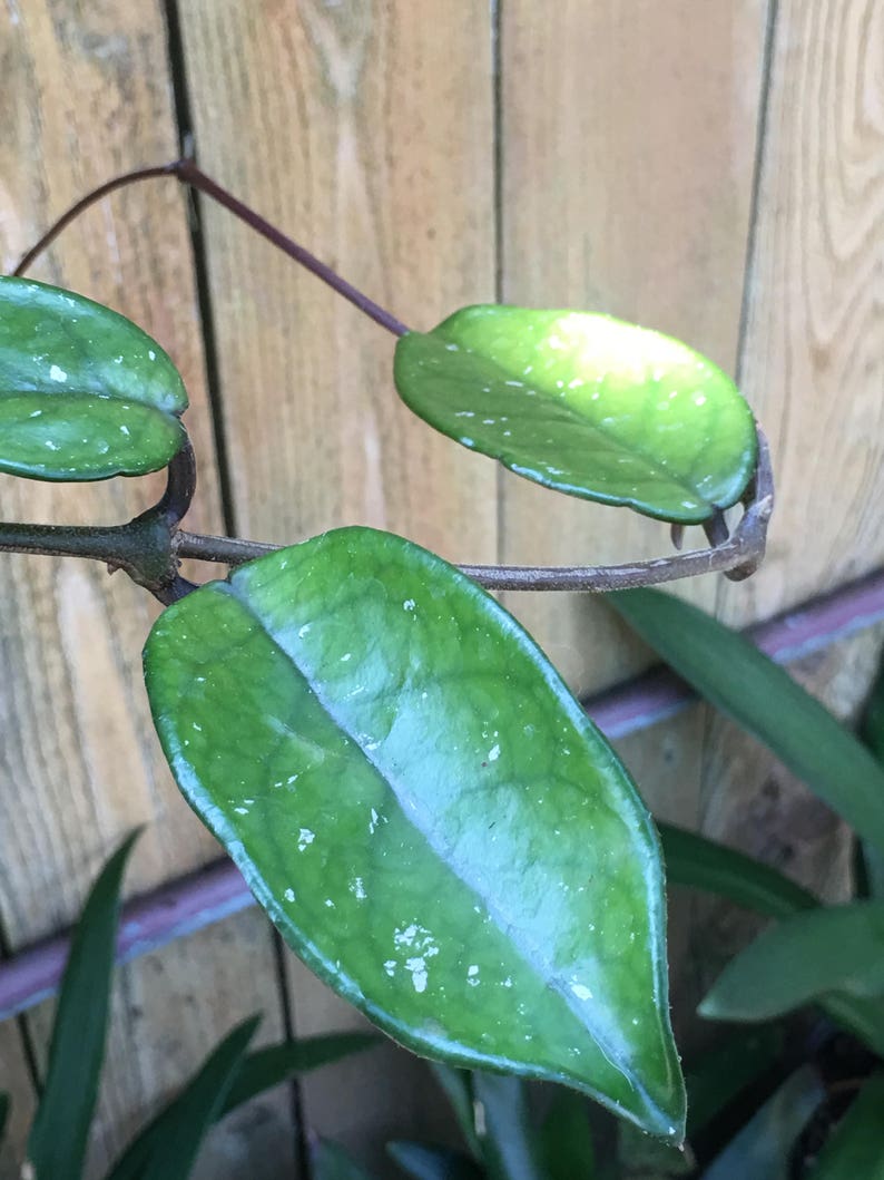 Hoya carnosa ROOTED Wax Flower Plant Green OR Variegated