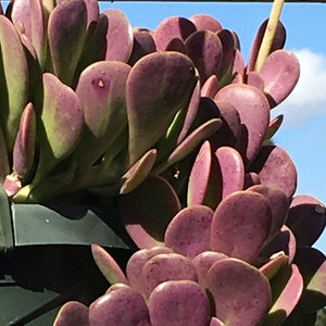May include: A close-up of a succulent plant with thick, fleshy, purple leaves. The plant is growing in a black pot.