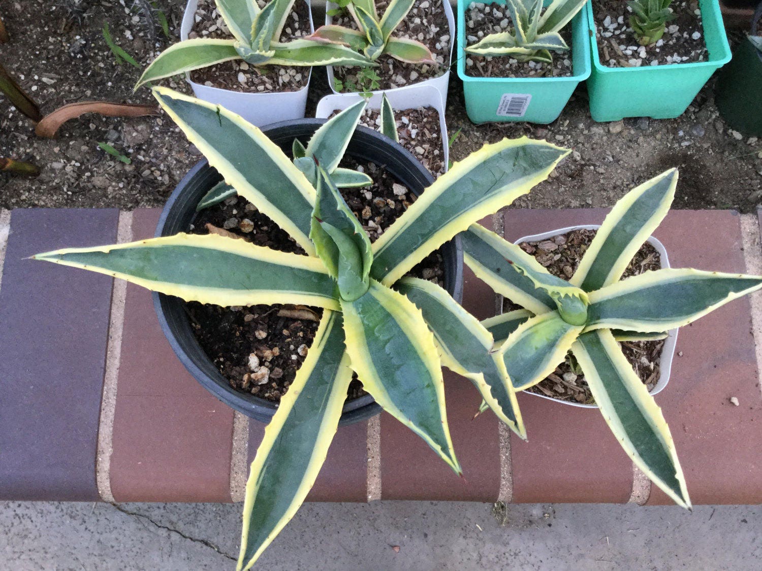 Agave Americana - Etsy