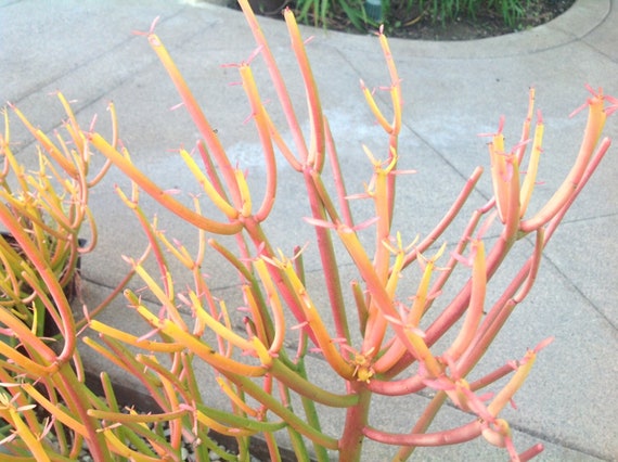 Pencil Plant RED Fire-sticks, Rooted plant for Fairy Gardens, Shade and Drought Tolerant, Various sizes, Minimalist and Easy to Grow