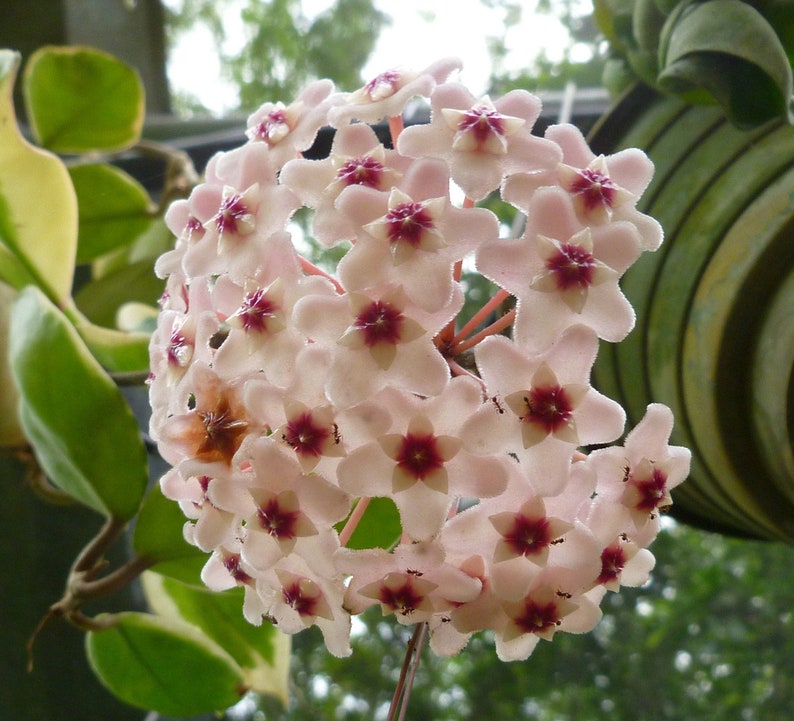 Hoya carnosa ROOTED Wax Flower Plant Green OR Variegated Etsy