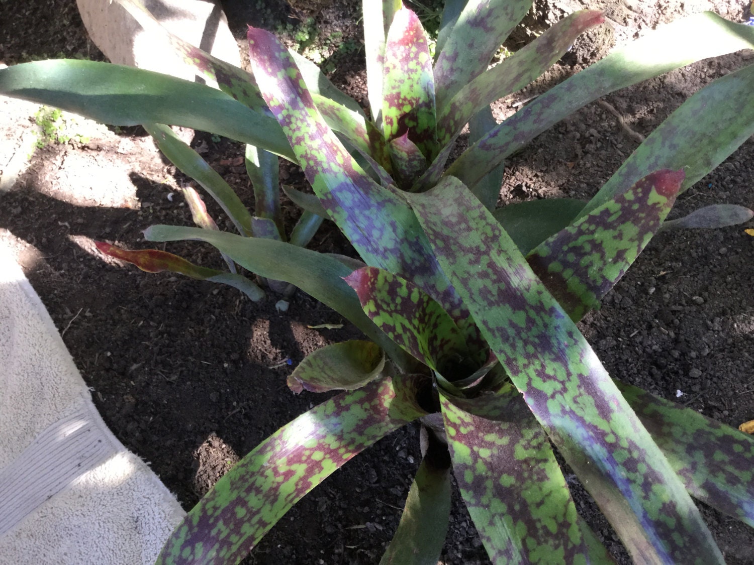Set of 2 Bromeliads 'aztec' Shade Tolerant Red Speckles on Green Leaves ...