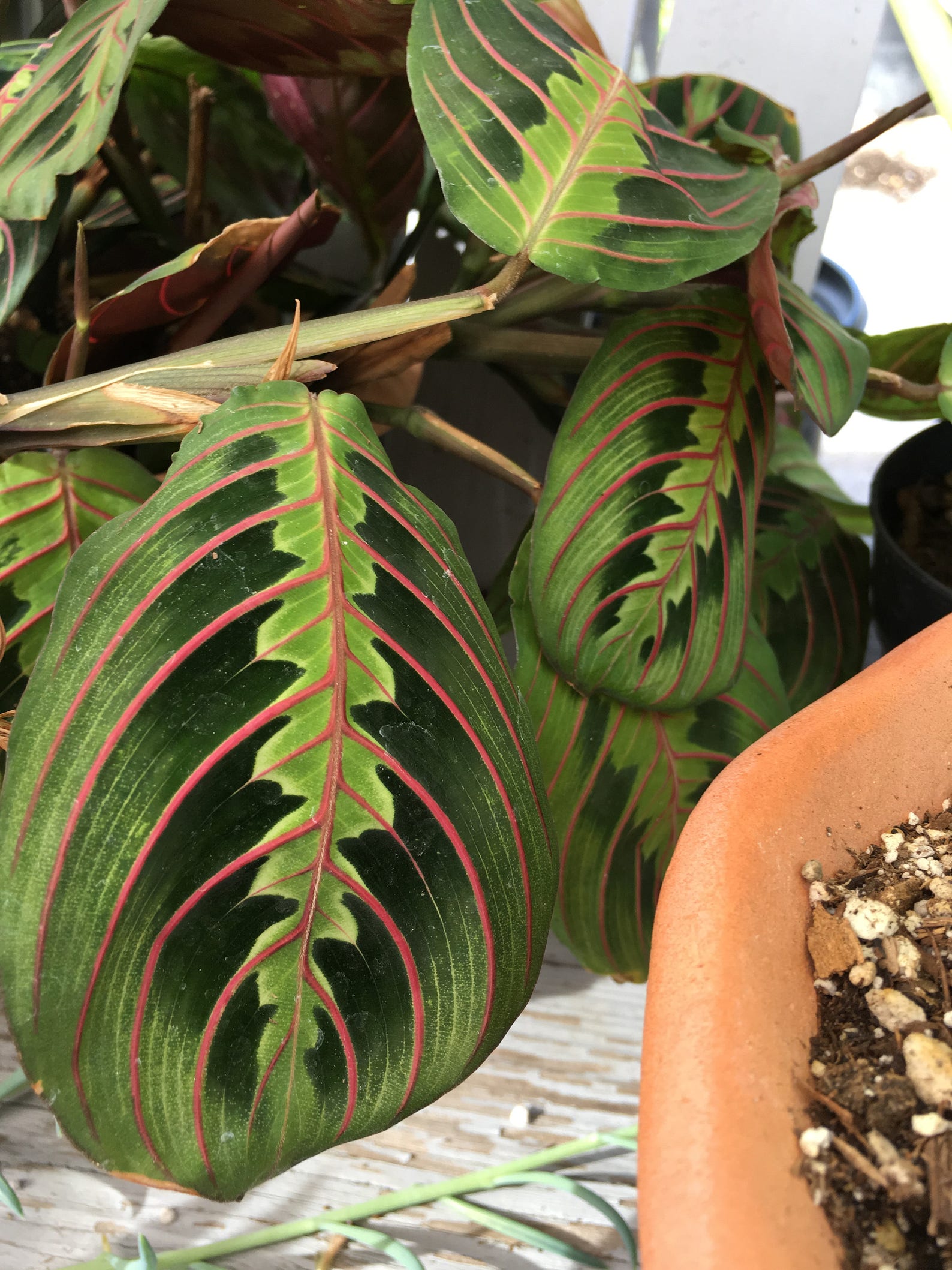 RED Prayer Plant Maranta Rabbits Foot NASA approved to clean Etsy