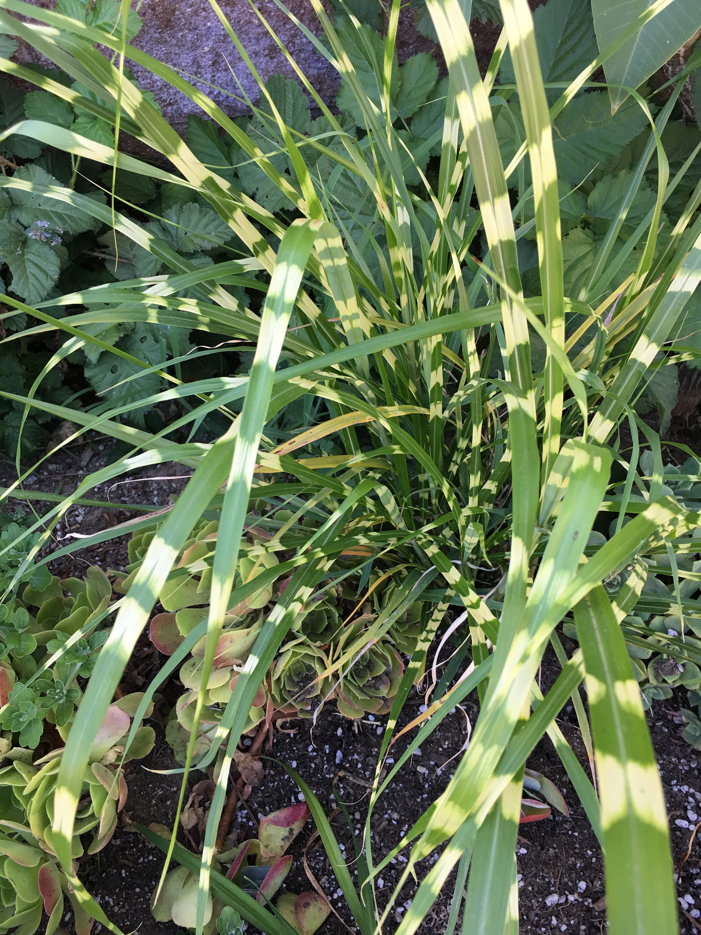 Seeds and Rooted Plant Zebra Grass Miscanthus Zebrinus Pack Etsy