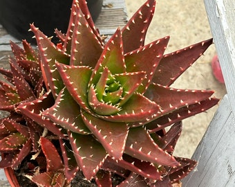 Aloe Gold Tooth, Various Sizes, Aloe Nobilis, Shade or Sun Plant