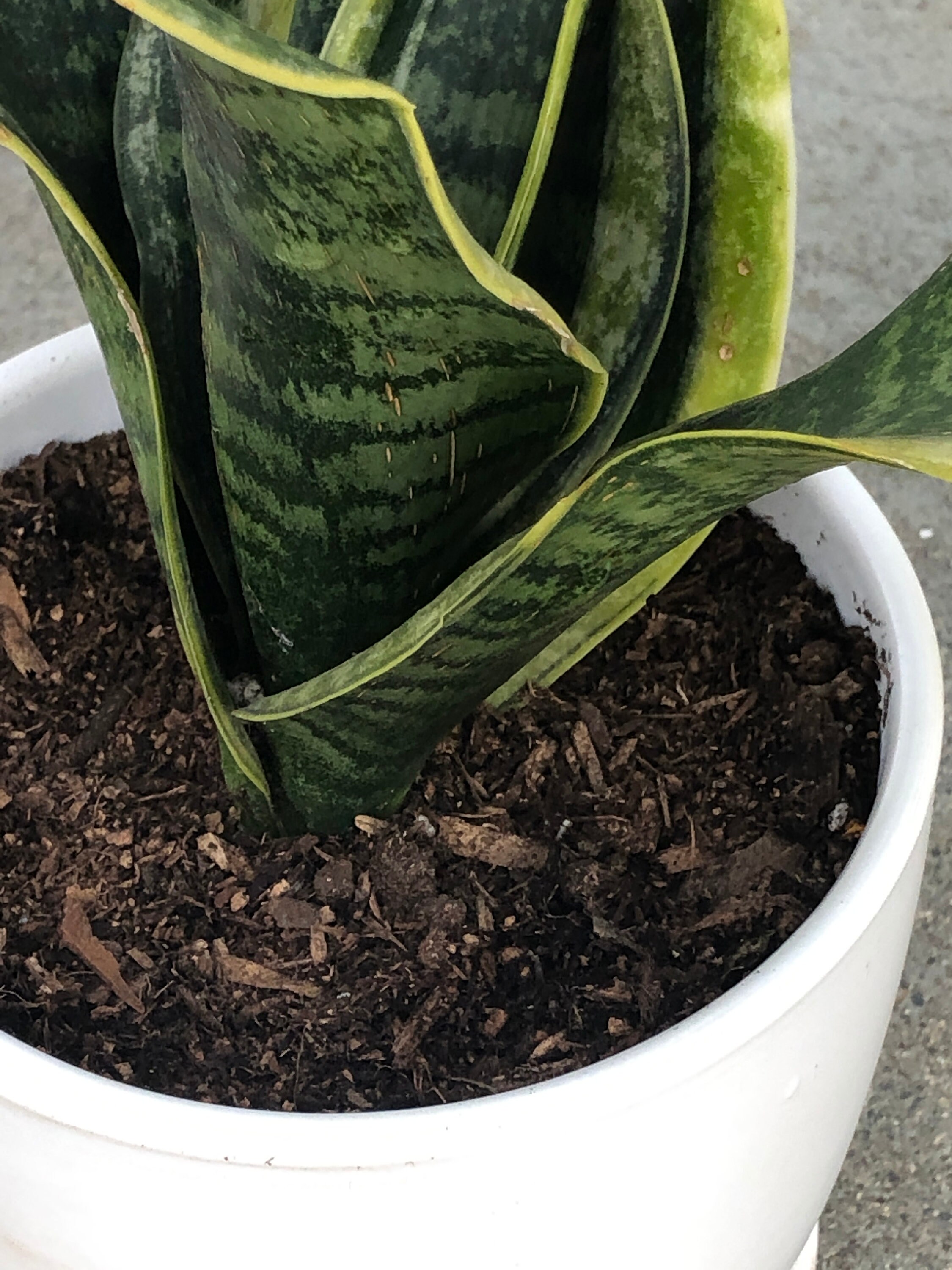 Snake Plant Sansevieria Trifasciata NASA Approved Air Etsy