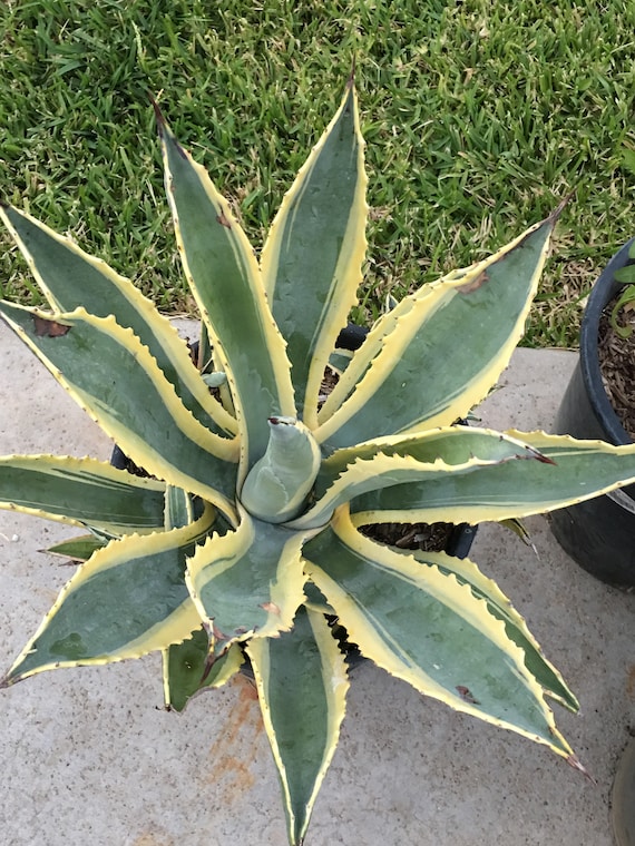 agave plants for tequila Shop Blue agave 'Tequila Plant' Agave Tequilana - Care and Info