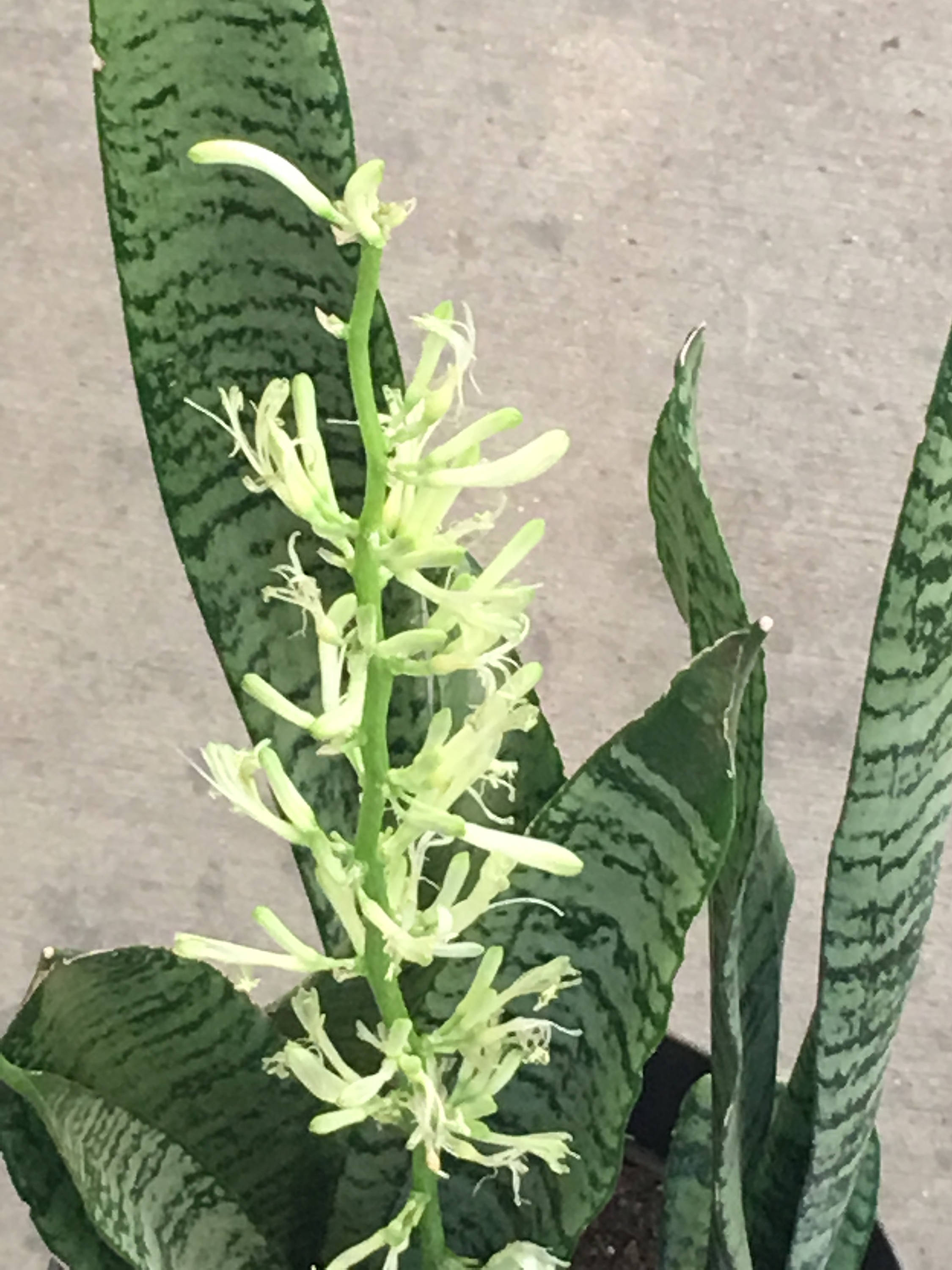 Snake Plant Sansevieria 1216 Green or Variegated NASA Etsy