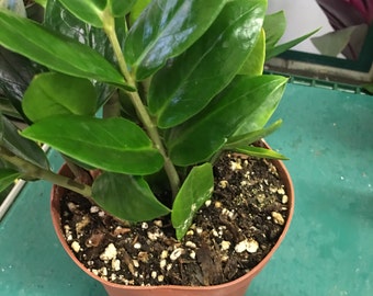 ZZ Plant aka Eternity Plant, 3 Gallon, Rooted and Healthy, Zamioculcas Zamifolia, Feng Shui plant, aka Zanzibar Gem