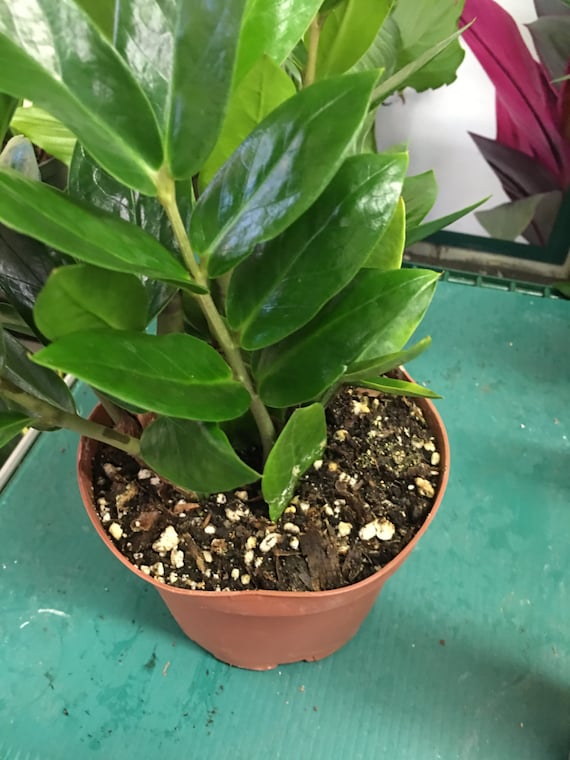 ZZ Plant Aka Eternity Plant, 3 Gallon, Rooted and Healthy, Zamioculcas  Zamifolia, Feng Shui Plant, Aka Zanzibar Gem - Etsy