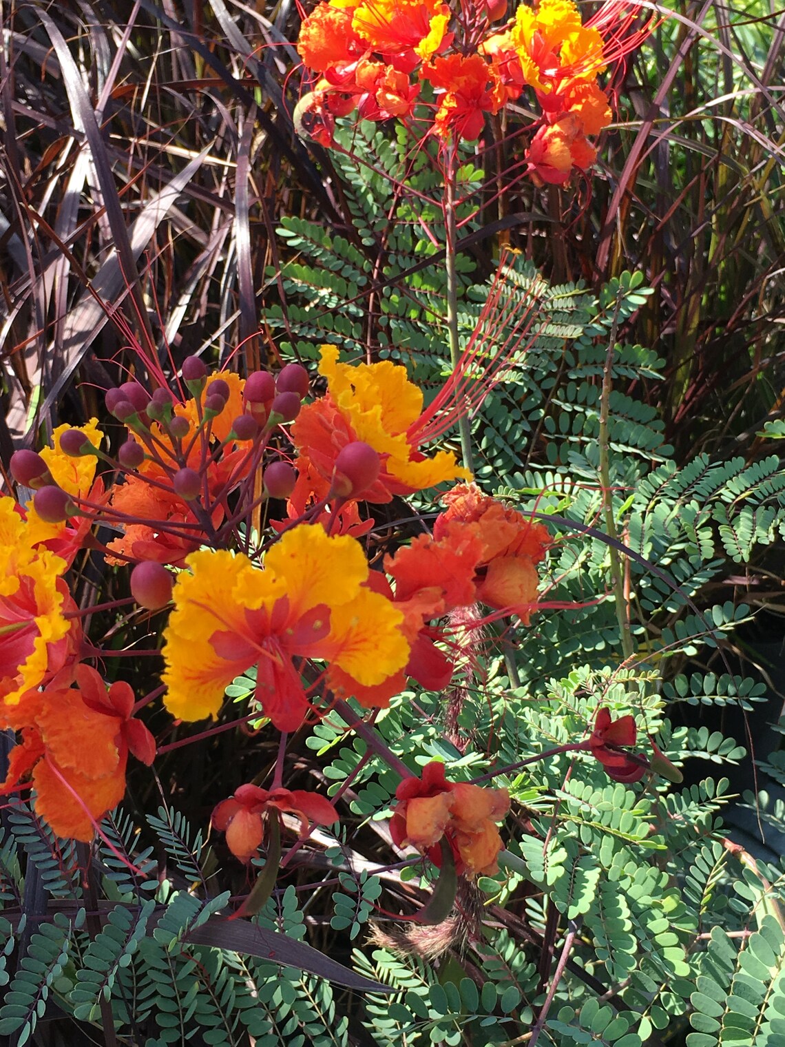 Pride of Barbados 1 Gal Size 14 Tall Red Rooted plant Etsy