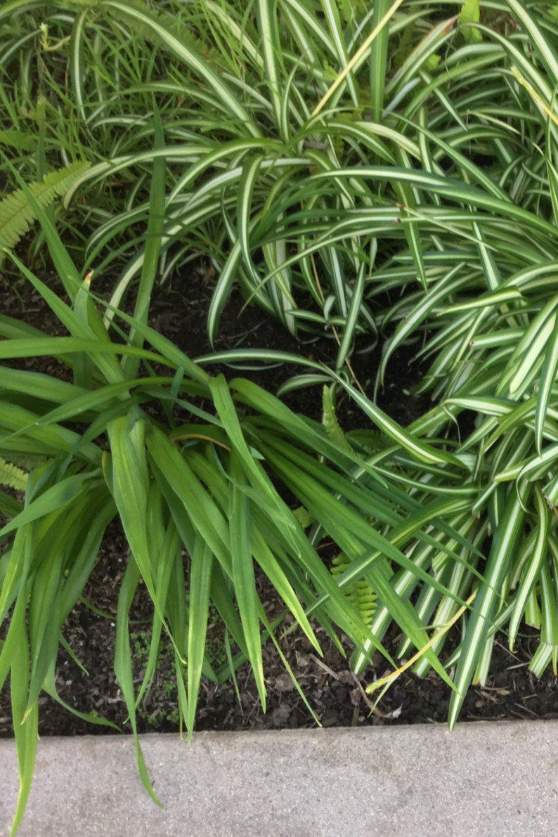 Air purifier Easy to grow houseplant Solid green andor Variegated Spider Plant Set of 2 Rooted and Various Sizes Sent bare root