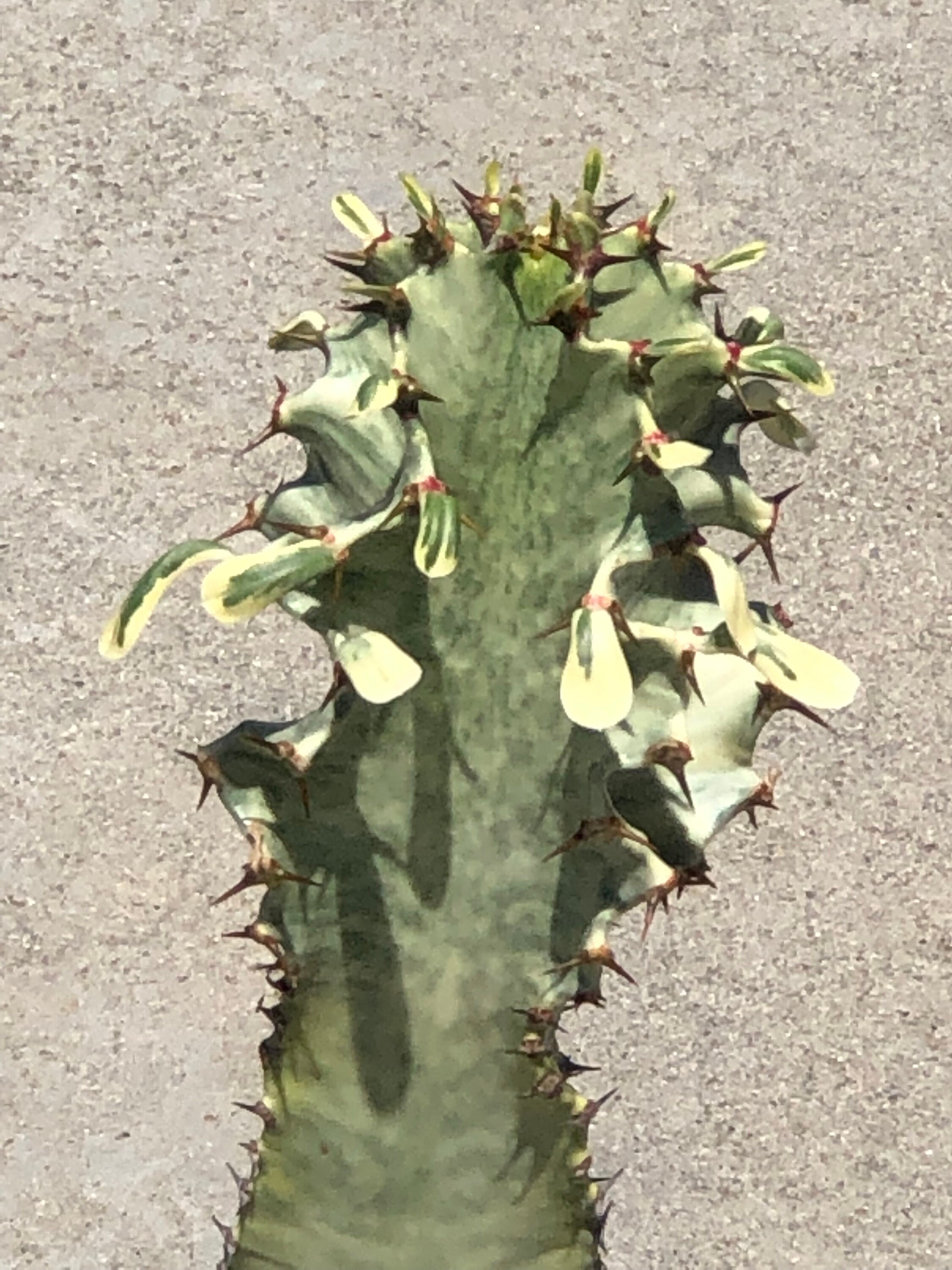 African Golden Candelabra Cactus 12 tall Euphorbia Amman Etsy