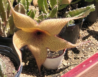 Set of 2, Starfish Flower Stapelia,  Cuttings or Rooted plants Drought Tolerant Unusual Succulent with NO thorns- Several sizes available