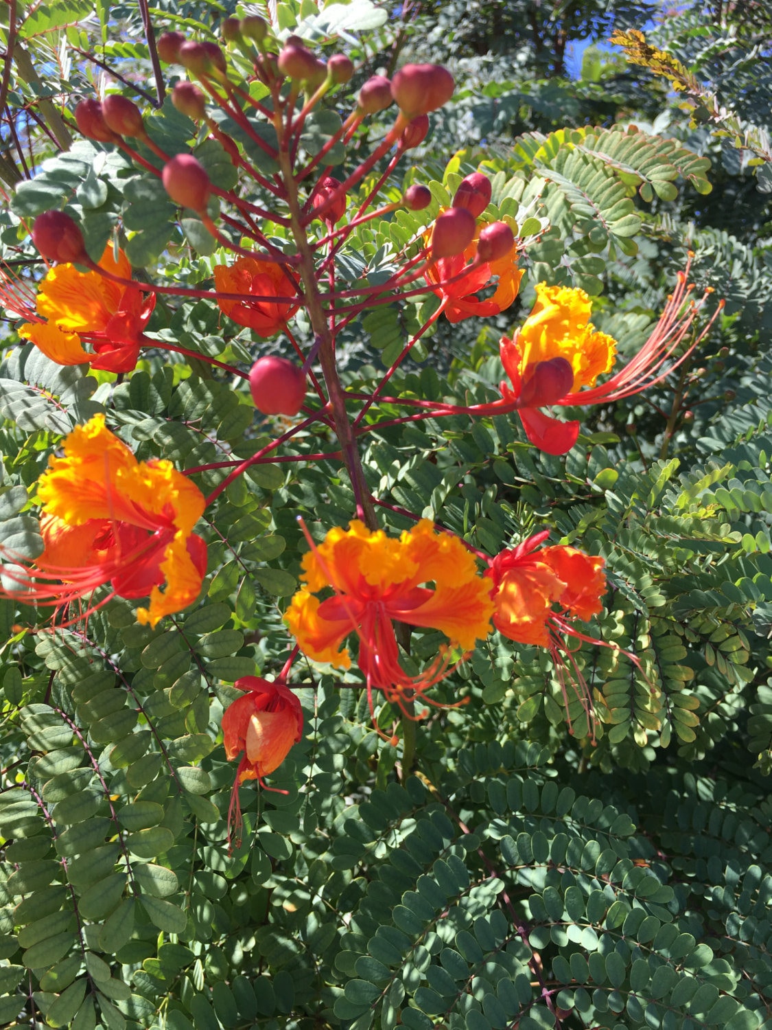 ROOTED Plant Pride of Barbados Mexican Bird of Paradise | Etsy Buy Mexican Bird Of Paradise Plant