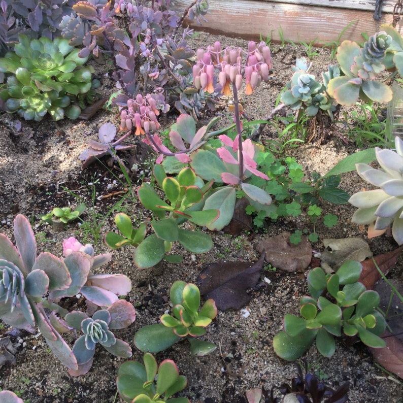 Kalanchoe Aurora Borealis Succulent Bloomer Coral Pink | Etsy