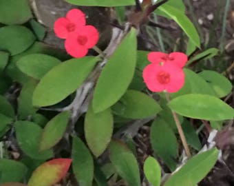 ROOTED Extra thick, Crown of Thorns, Great Gift, 3-4 Gal Size, Approx 14+” High, Larger Coral Red Flowers, Live Cactus, Euphorbia millii