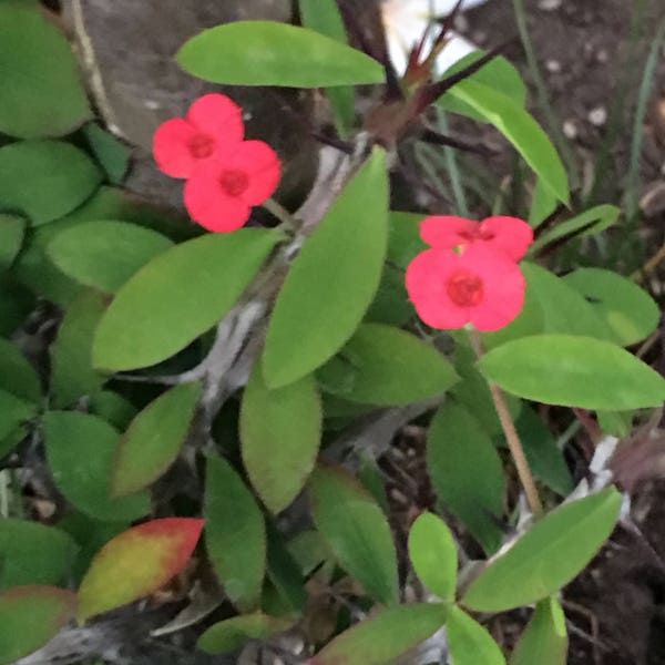 CUTTINGS, Red Crown of Thorns, "Euphorbia millii", Beautiful Red Long Lasting Flowers