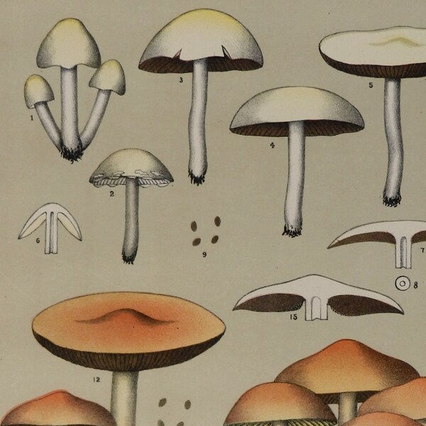 1899.Antique Print. Lithograph in color.Botany.EDIBLE FUNGI.Hypholomas.115 year old print.Botany.11.3x9 inches or 29x23cm.