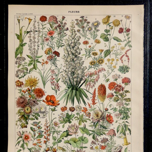 Antique FLOWERS print.1898 Chromolithograph 116 years old print.Botany print.Antique French book plate.12.1x9.2"-31x23cm.Vegetables print