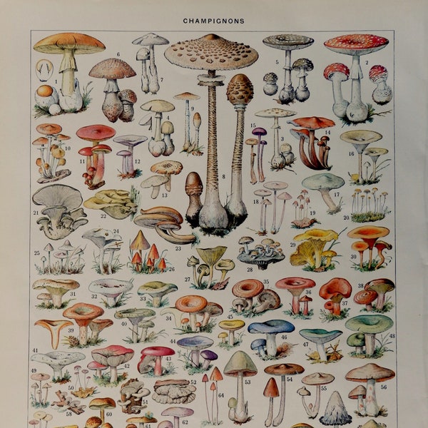 Mushrooms Fungi Vintage print 1920's Edibles and poisonous.Beautiful print.90 year old print.Vintage illustration.12.1x9 inches or 23x31cm.
