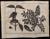1743.Antique botany copper engraving.Natural History. quot Nature Display 39 d quot WOODS foliages Antique print.Copper plate.8.2x6.4 inches-20x17,5 cm.