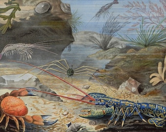 10.4x6.6 historical item Antique print of Crustaceans from 1865 antique colour lithograph print size ca