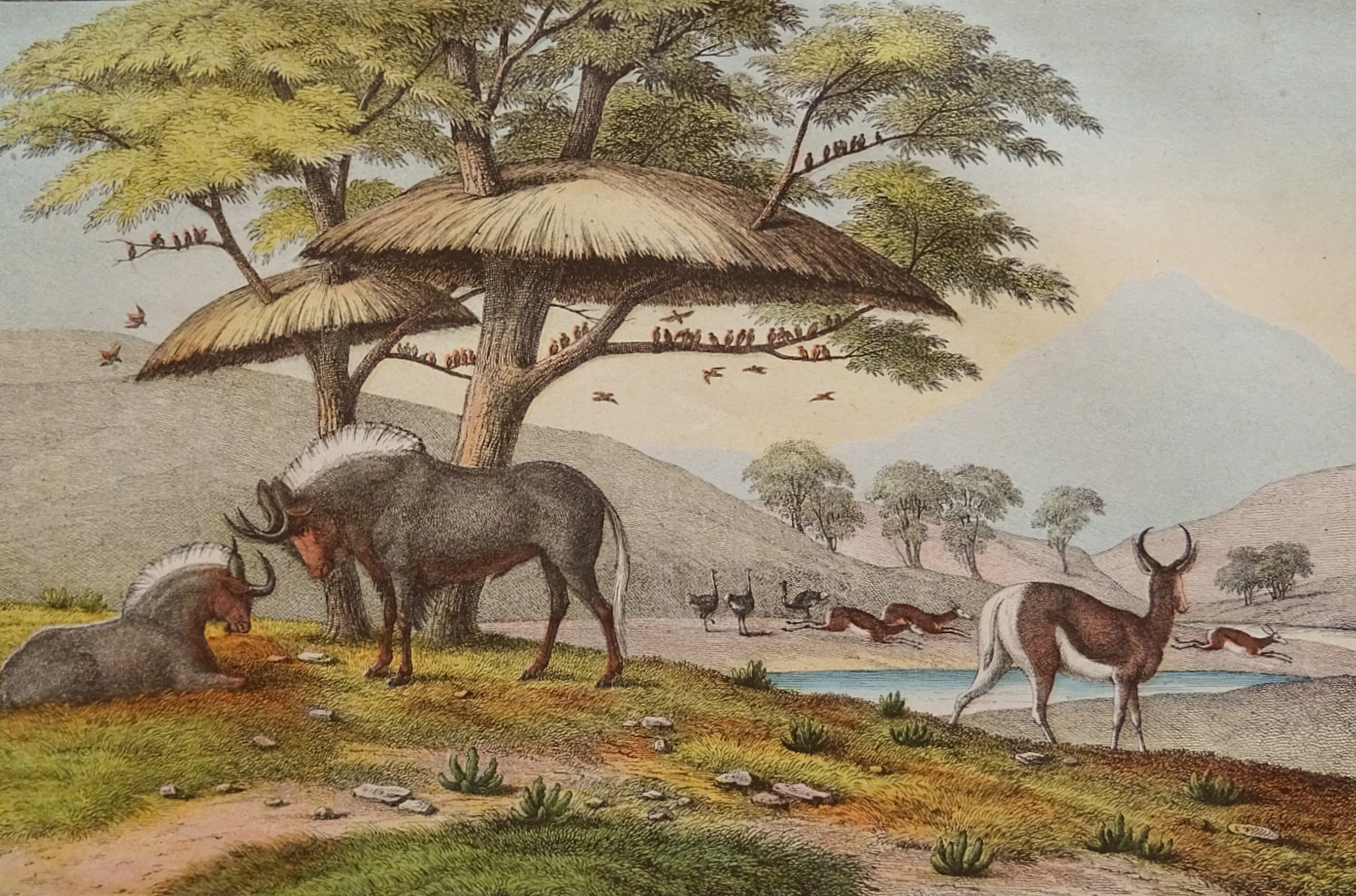 Rare Antique Print of Animals of Each - Etsy Rare Antique Print of Animals of Each - Etsy