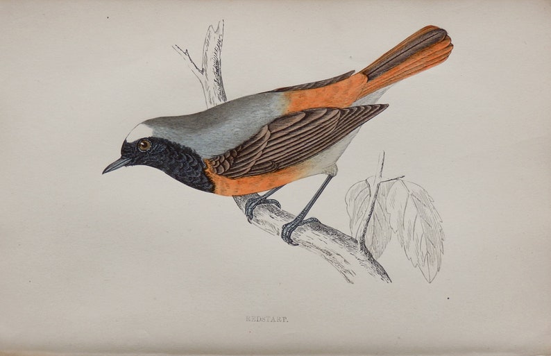 1880.Small colored engraving.British Birds.Redstart.Paseriformes.Bird prints for framing.140 year old print.7x4.7 ins or 18x12 cm.