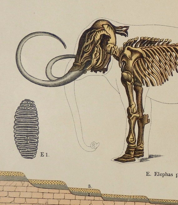 Items similar to Antique print.12.5x16 inches.Paleontology.1888.Animals