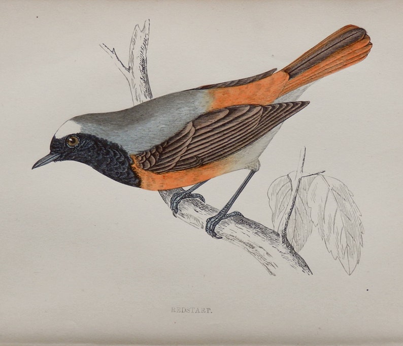 1880.Small colored engraving.British Birds.Redstart.Paseriformes.Bird prints for framing.140 year old print.7x4.7 ins or 18x12 cm.