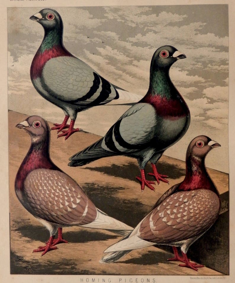 Alte Tauben 1878 Farbe Platte Gezeichnet Von Ludlow Antike Darstellung Der Vogel Sehr Decorativa 27x21cm Lamina Vintage Poster Jahrgang