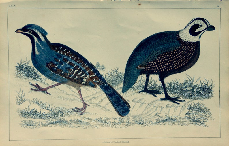 1851.Antique print.QUAILS.Long tailed Quail.Engraving hand Etsy