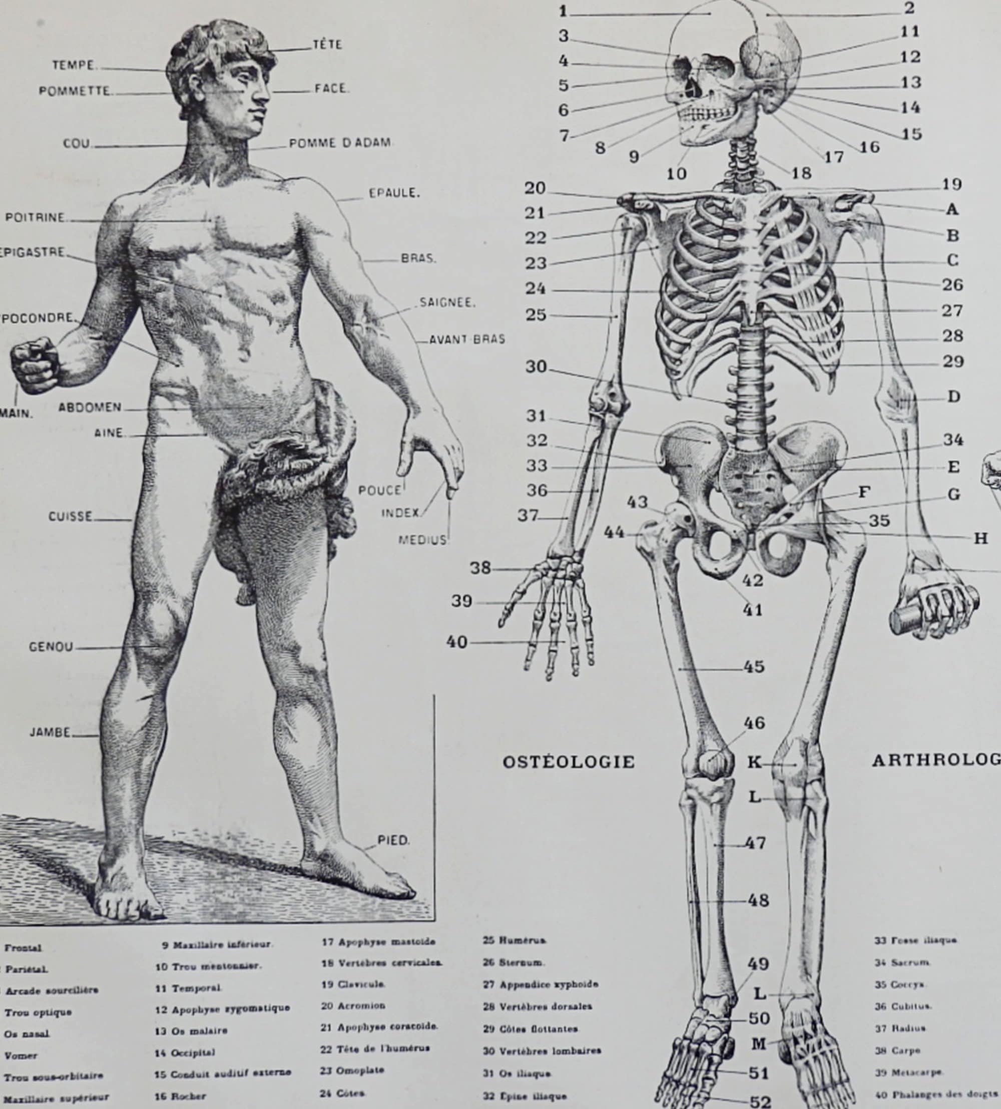 1900.Anatomía El Hombre.El Cuerpo Humano.esqueleto.litografía Etsy