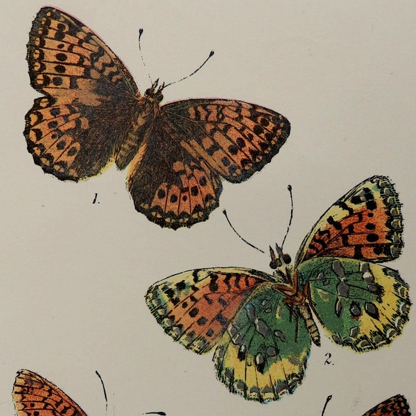 Fine 1896 print.Antique print.Chromolithograph.120 year old print.Butterfly print.Natural History print.Small format:18x12 cm,4.7x7 ".