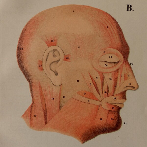 Anatomy.1895.Large Antique print.Chromolithograph."Atlas of Human Anatomy".G.H.von Schubert.Muscles  human body.15.6x12.5"ins.,42x32 cm.