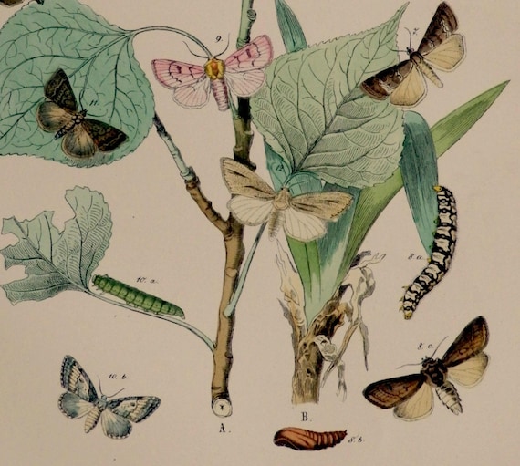 European Butterflies And Moths 1889 Antique Print Color Etsy
