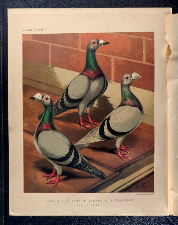 1880 PIGEONS Blue and Silver Dragoons Antique Lithograph 141 years old fine print