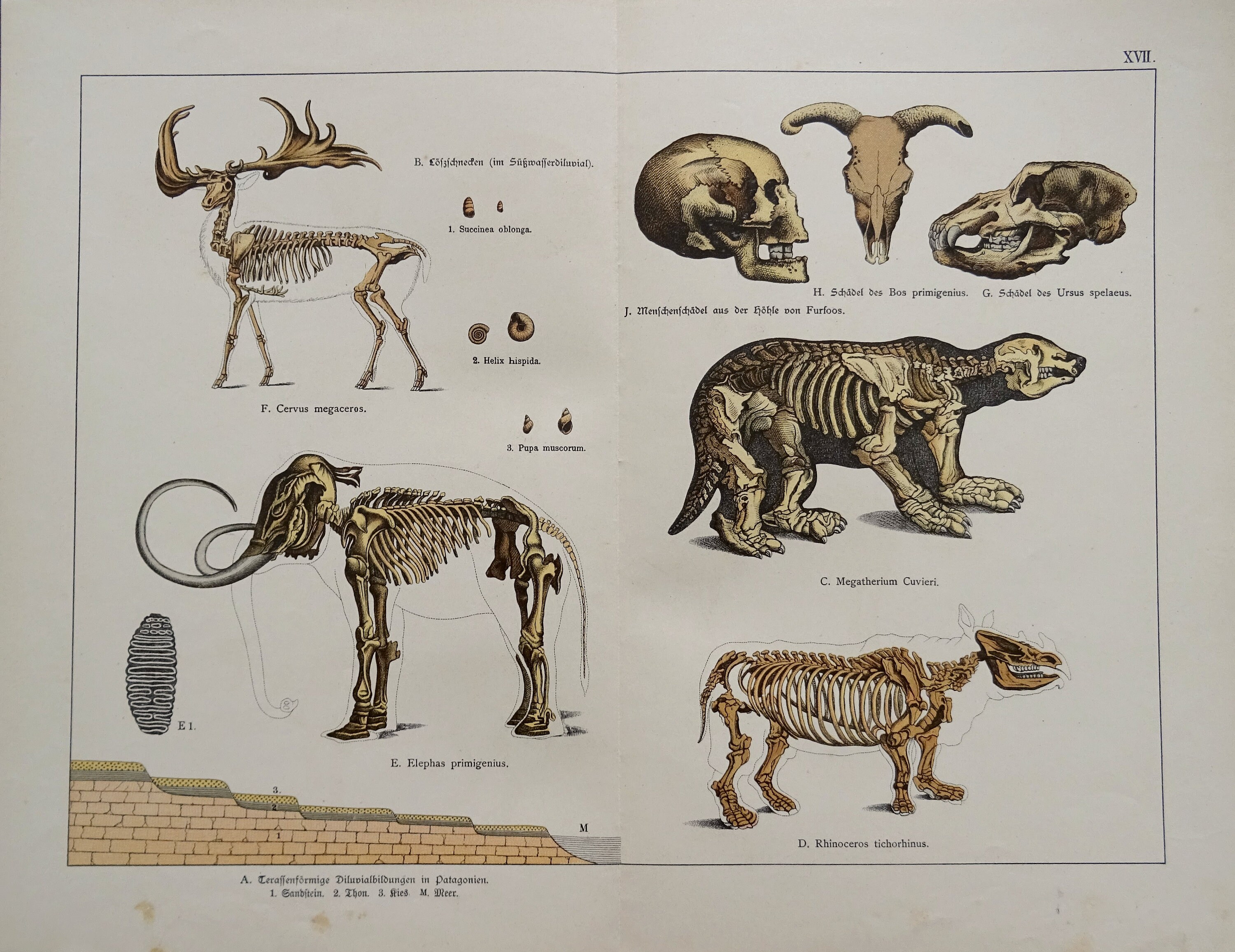 Animals In The Quaternary Period at Francisco Clarke blog