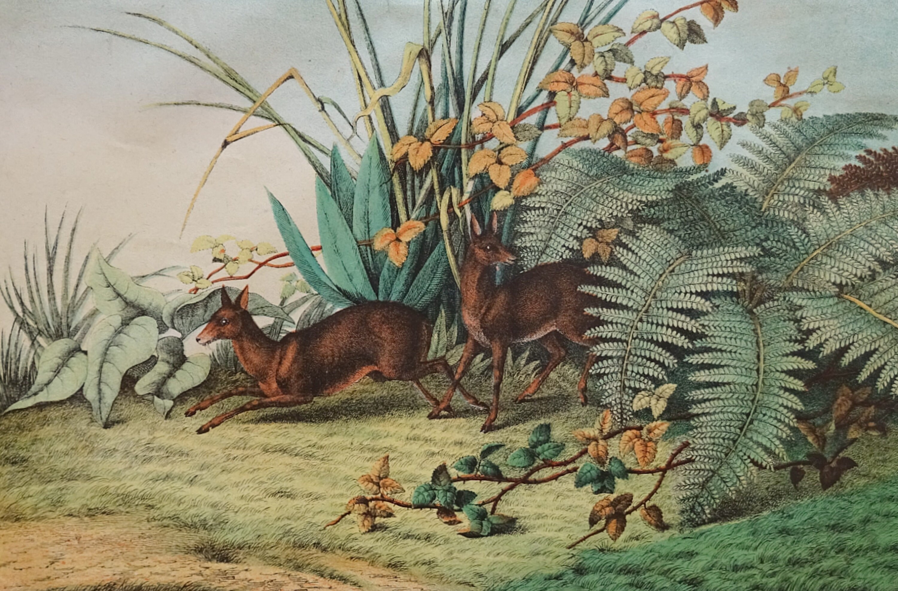1850 Rare Antique Print of Each - Etsy 1850 Rare Antique Print of Each - Etsy